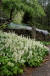 pachysandra Landscape with none none | 정원, 야생화