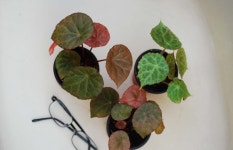 BegoniaGoegoensis (고에고엔시스 | 실내식물
