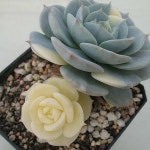 echeveria korea | 다육 식물, 꽃, 작은 정원
