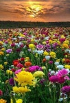 季节따라 !에 있는 z.x B님의 핀 | 정원 가꾸기, 꽃 사진, 꽃밭