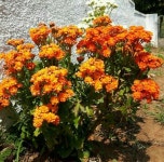 Pin de gyulcajo em 그리기 | Jardim