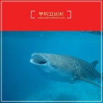 몰디브 자유여행/몰디브 배낭여행/몰디브 로컬섬여행/몰디브 게스트하우스/몰디브 고래상어투어/몰디브 부티끄비치 http://blog.naver.... 