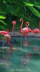 Flamingos in Bermuda by Irina Mia- book your next trip at www.triptopia.info | 새, 배경, 플라밍고
