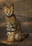 Image du tableau 고양이 de Peachcoral | Animaux sauvages, Animaux, Chats exotiques