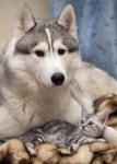 만화 그림에 있는 제마 이님의 핀 | 동물, 고양이, 만화 그림
