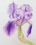 독일붓꽃 Iris Art by @elmamian0204  #회원작품 #보태니컬아트 #보타니컬아트 #보태니컬아트레슨 #식물세밀화 #꽃그림... 