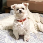 왜 점점 시무룩해지는데....( ´བ` )... : : : © 2016-2019 FOGGY foggy leather all rights reserved : : : : #foggy... 