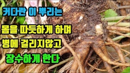 섬바디나물 : 항산화물질 풍부한 이 약초를 먹으면 병에 잘 걸리지않고, 늙지않게 한다, 암에 걸리지않으며, 몸이 따듯해지고, 배꼽아랫부위... 
