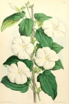 botanical prints에 있는 Sunju Choe님의 핀
