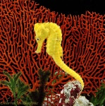 Seahorse Hippocampus Underwater Life Wallpapers Desktop Backgrounds(이미지 포함) | 해마