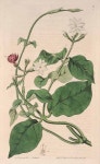 botanical prints에 있는 Sunju Choe님의 핀 | 아트
