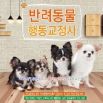 http://aywer.me/t5zmxh39v9  [반려동물 행동 교정사란] 반려동물의 행동 습관과 의사 표현에 대한 전문 지식을 바탕으로, 반려동물의 문제 행동의... 