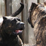 Presa Canario Dogs | 동물