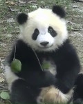 Pet  So cuty에 있는 jk lee님의 핀 | 팬더곰, 곰, 야생 동물