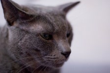 부산 남구 동물 카페 l 각기다른개성의 냥이들이 함께 했던 경성대.부경대.대연동 위드캣 | 동물, 여행