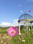 cosmos | 사진