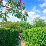 seonyudo #자귀나무 #weseoul #korea #풍스타그램 #풍경 #푸른하늘 #skyporn #bluesky #시원시원 #igs_asia…» | 조경, 자귀나무, 하늘