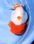 Gold Fish-Ranchu Top Grade | 금붕어, 수족관