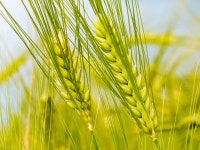 「청보리」おしゃれまとめの人気アイデア｜Pinterest｜Cheeun Lee | 扁平