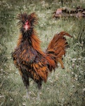My faves are the ones with ruffled feathers. | 새, 동물, 닭