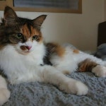 오랜만에 쿤이 미모 자랑  #냥스타그램#집사그램#고양이#귀여워#냥이#강아지#맞팔#선팔#JMT#맛집#길고양이#반려묘#셀피#맛집#중고차... 