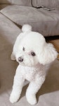 ָ⌕ 성훈 𝐨𝐧 𝐰𝐞𝐯𝐞𝐫𝐬𝐞 ִֶָ 🌱 | Puppy grooming, Dog grooming styles, Dog grooming ָ⌕ 성훈... 