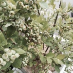 #블루베리 오늘은 우리 작은 테라스에 식물을 심었다! 너무 예뻐 집에 가기 싫당 ㅋ . . . #앨리스플라워... #wedding #weddings (With... 