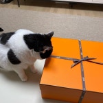 꾸가해준 냥빡씽 꾸빈이 닮은 시계도 설치  #happynewyear#cat in 2020 | Animals