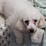 우리 아들 표정 연기 귀여워 엄마 밥먹고 올게 아들님 짱구 아드님 내사랑 귀요미 푸들 말티푸 건장한남자 dog doggy 댕댕이... 