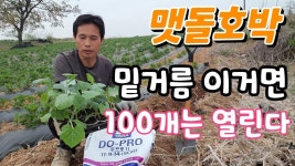 맷돌호박 밀거름 이거면 100개는 열린다 - 2023 | 건강 팁, 식물, 건강