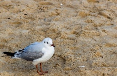 부산 갈메기  Busan Gull | 갈매기