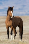 Wild Mustang by m_Summers | 야생마
