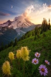 Bear Grass | 자연, 정원 가꾸기, 조경