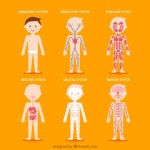 Simpáticos sistemas del cuerpo humano Vector Gratis | msn | Pinterest | 과학, 북아트 및 교육 msn