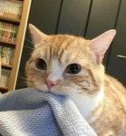 Bit bit | 귀여운 고양이 사진, 귀여운 아기 동물, 귀여운 개