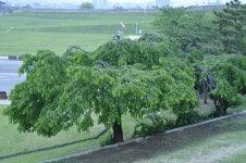 세계문화유산 수원화성 나무가 아래로 행해있다.20130522-photo by 세우- | 나무