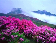 🍀🌹🌷🌺🌻🌴💚 | 사진, 아름다운, 수채화