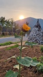 Sunflower - 2022 | 꽃