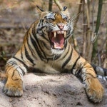 어흥!에 있는 호재 강님의 핀(이미지 포함) | 귀여운 동물, 동물, 그림