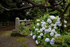 Botanic Garden, Sanghyodong, Seoguipo City, Jeju Island, Korea (상효원 수목원, 상효동, 서귀포시, 제주,… - 2020