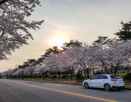 봄날 그 어느 영화처럼 Photo by @b____j_1 _ #내차봄풍경 #현대적일상 #현대자동차 #i30 #봄 #안산 #벚꽃 #드라이브 …