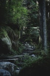 ~ Mystical Forest ~ | 숲