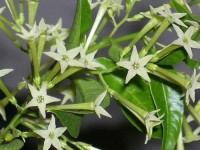 Hoa gì nở về đêm? Top 10 hoa nở về đêm đẹp nhất | Night blooming flowers, Good night flowers, Jasmine plant