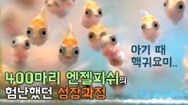400마리의 열대어 탄생과 모든 성장과정 / 엔젤피쉬 | 열대어