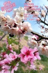▶개화주의보(050) 복숭아꽃 살구꽃 → http://fb.com/blooming.news/photos/1714437498837090 | 복숭아 꽃, 꽃 사진, 꽃