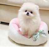 {title}(이미지 포함) | 귀여운 아기 동물, 귀여운 강아지 사진, 귀여운 강아지