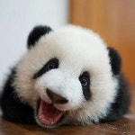 on Instagram: “#panda #pandabear #ilovepandas #bear #animal #fluffy #pandalove #pandalover #iam… | 판다, 동물