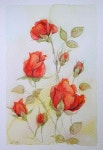 주보정님의 보타니칼아트 이미지 | 장미 그림, 수채화 아트, 수채화
