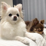 Time to sleep😴  새나라의강아지 - -  콩 두두남매 pomchi pom pomeranian  chihuahua longhairchihuahua  maltese maltipoo... 