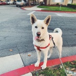 #개스타그램 #풍산개 #dogsofinstagram #pungsan |: #Home  Im 8 months! #개스타그램 #풍산개 #dogsofinstagram #pungsan... 